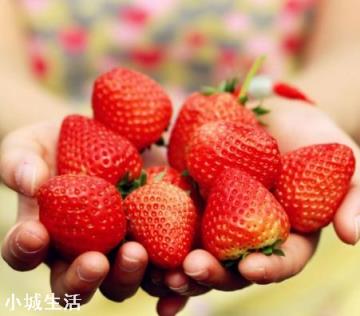 一天之内什么时候采摘草莓的品质最好？
