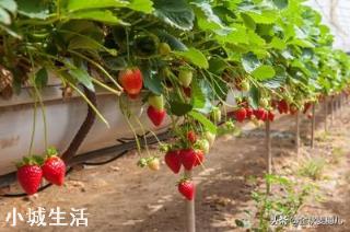 一天之内什么时候采摘草莓的品质最好？