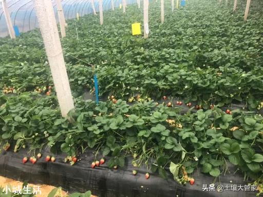 一天之内什么时候采摘草莓的品质最好？