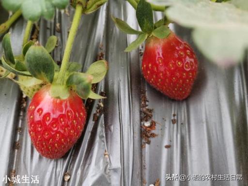 一天之内什么时候采摘草莓的品质最好？