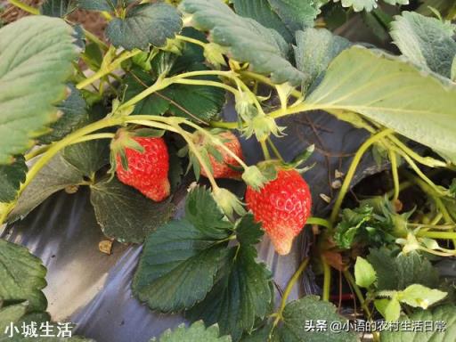一天之内什么时候采摘草莓的品质最好？