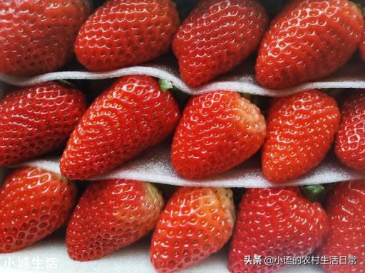 一天之内什么时候采摘草莓的品质最好？