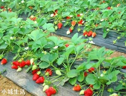 一天之内什么时候采摘草莓的品质最好？
