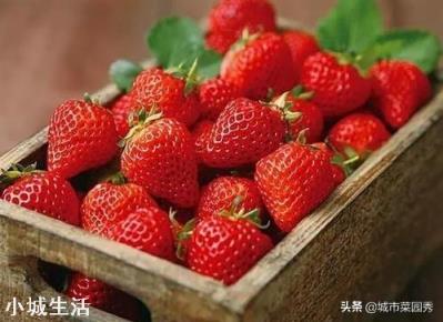 一天之内什么时候采摘草莓的品质最好？