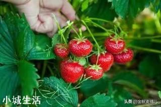 一天之内什么时候采摘草莓的品质最好？