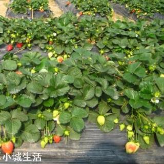 一天之内什么时候采摘草莓的品质最好？