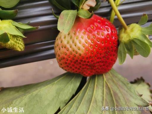 一天之内什么时候采摘草莓的品质最好？