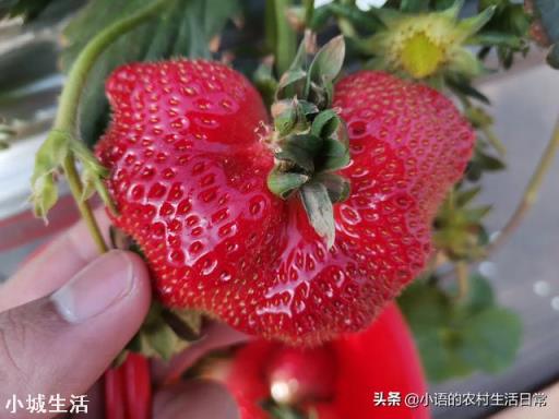 一天之内什么时候采摘草莓的品质最好？