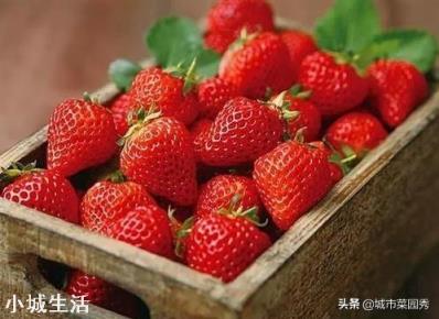 一天之内什么时候采摘草莓的品质最好？