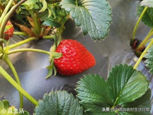 一天之内什么时候采摘草莓的品质最好？