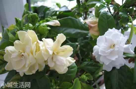 盆栽栀子花怎么养不容易死