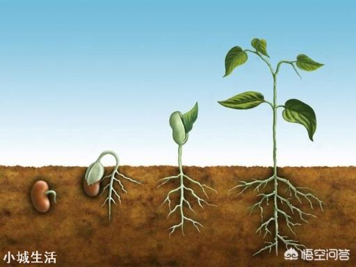 微生物肥料怎样使用才能达到最佳效果？