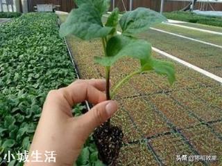 微生物肥料怎样使用才能达到最佳效果？