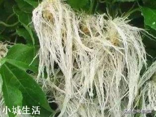 微生物肥料怎样使用才能达到最佳效果？