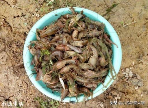 微生物肥料怎样使用才能达到最佳效果？