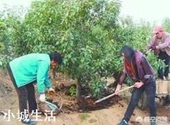 微生物肥料怎样使用才能达到最佳效果？