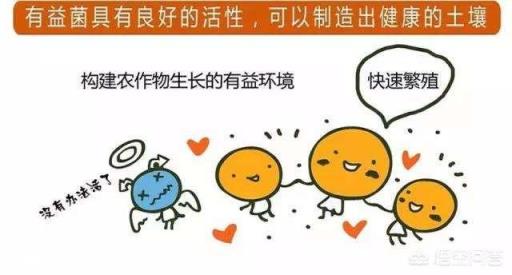 微生物肥料怎样使用才能达到最佳效果？