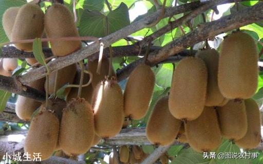 微生物肥料怎样使用才能达到最佳效果？