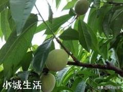 微生物肥料怎样使用才能达到最佳效果？