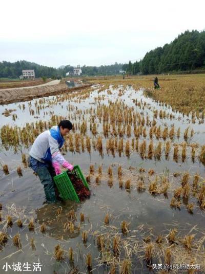 微生物肥料怎样使用才能达到最佳效果？