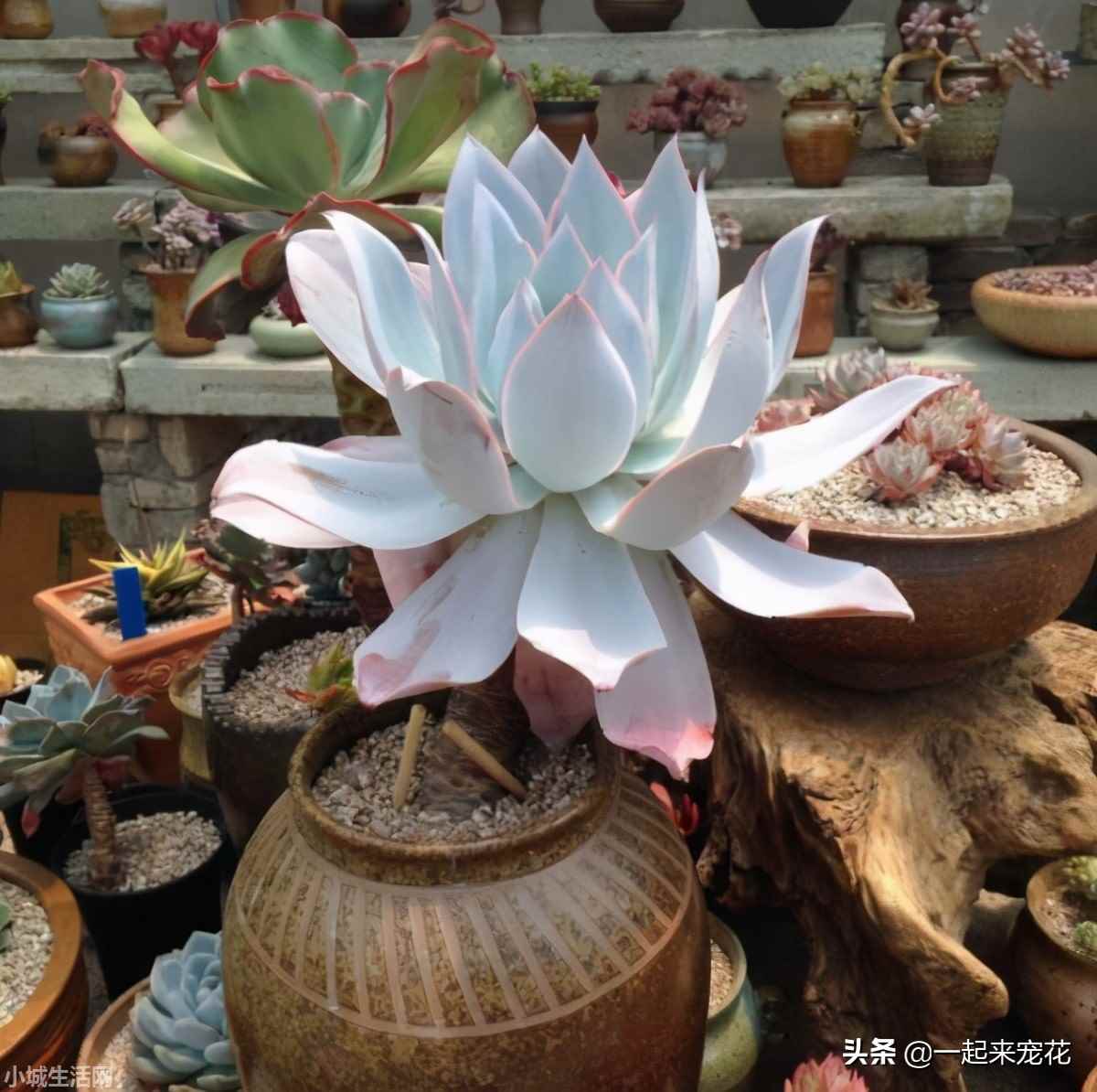 多肉广寒宫怎么养不容易死