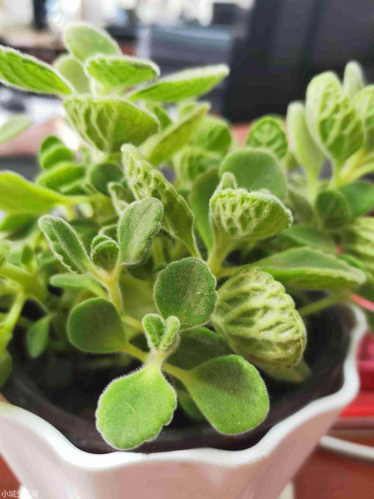 碰碰香植物怎么養忌諱什么