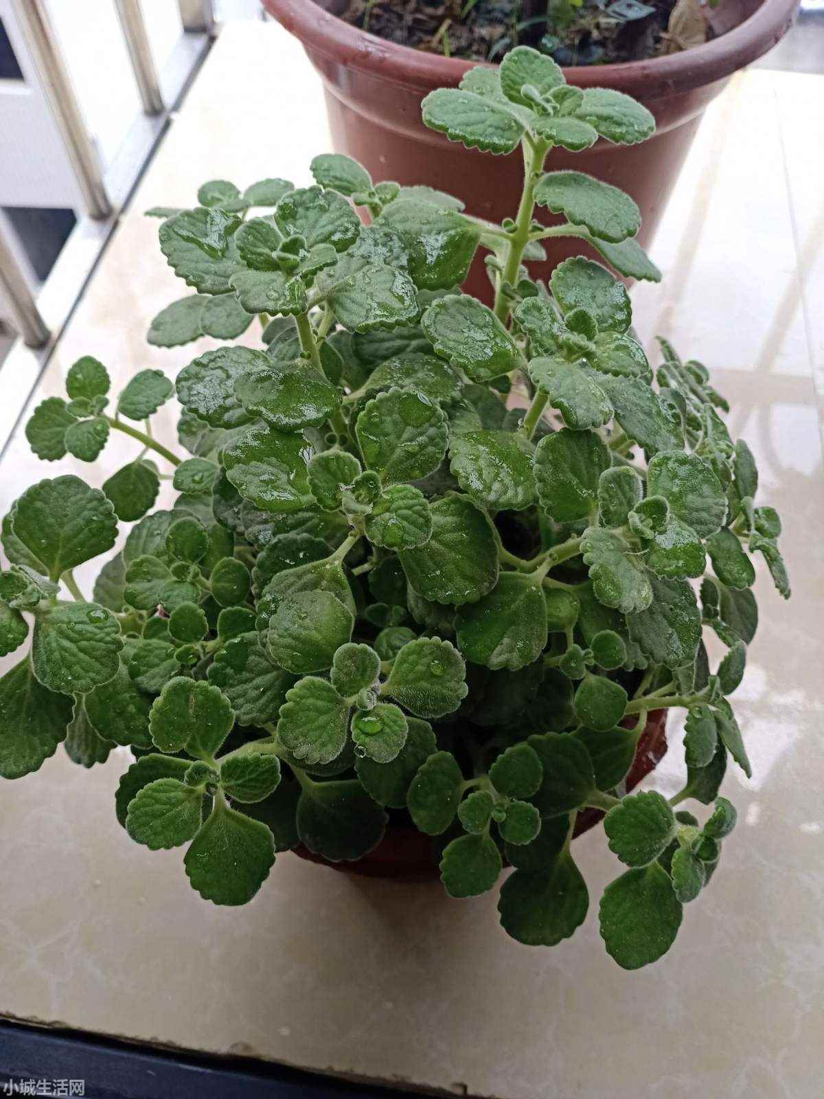 碰碰香植物怎么養忌諱什么