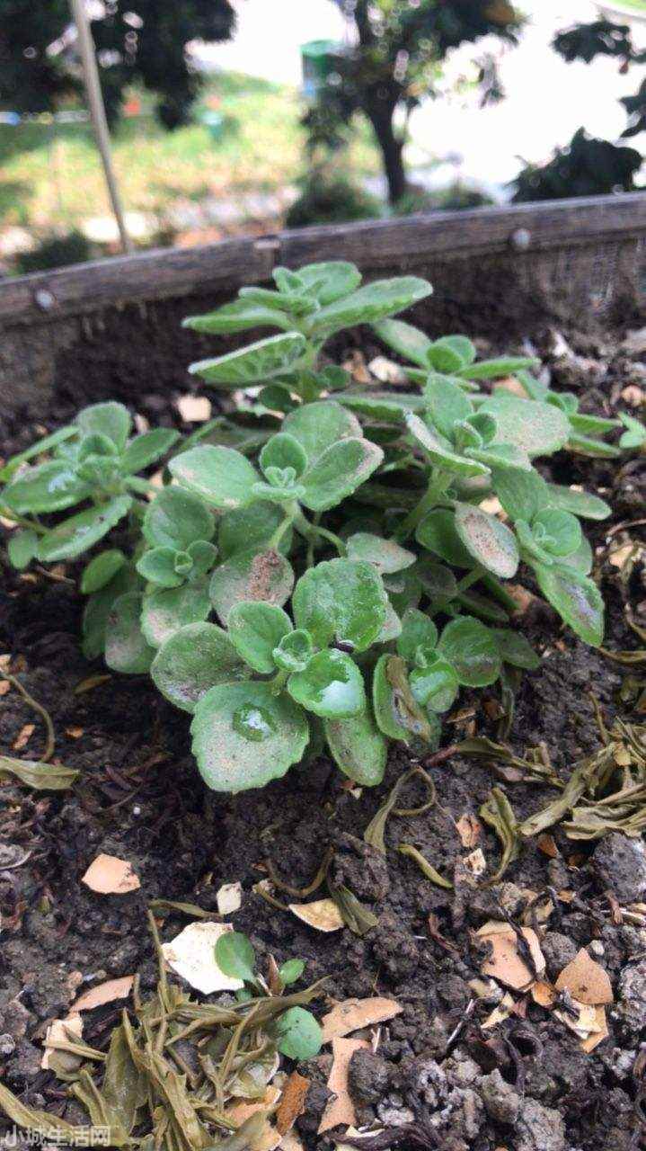碰碰香植物怎么養忌諱什么