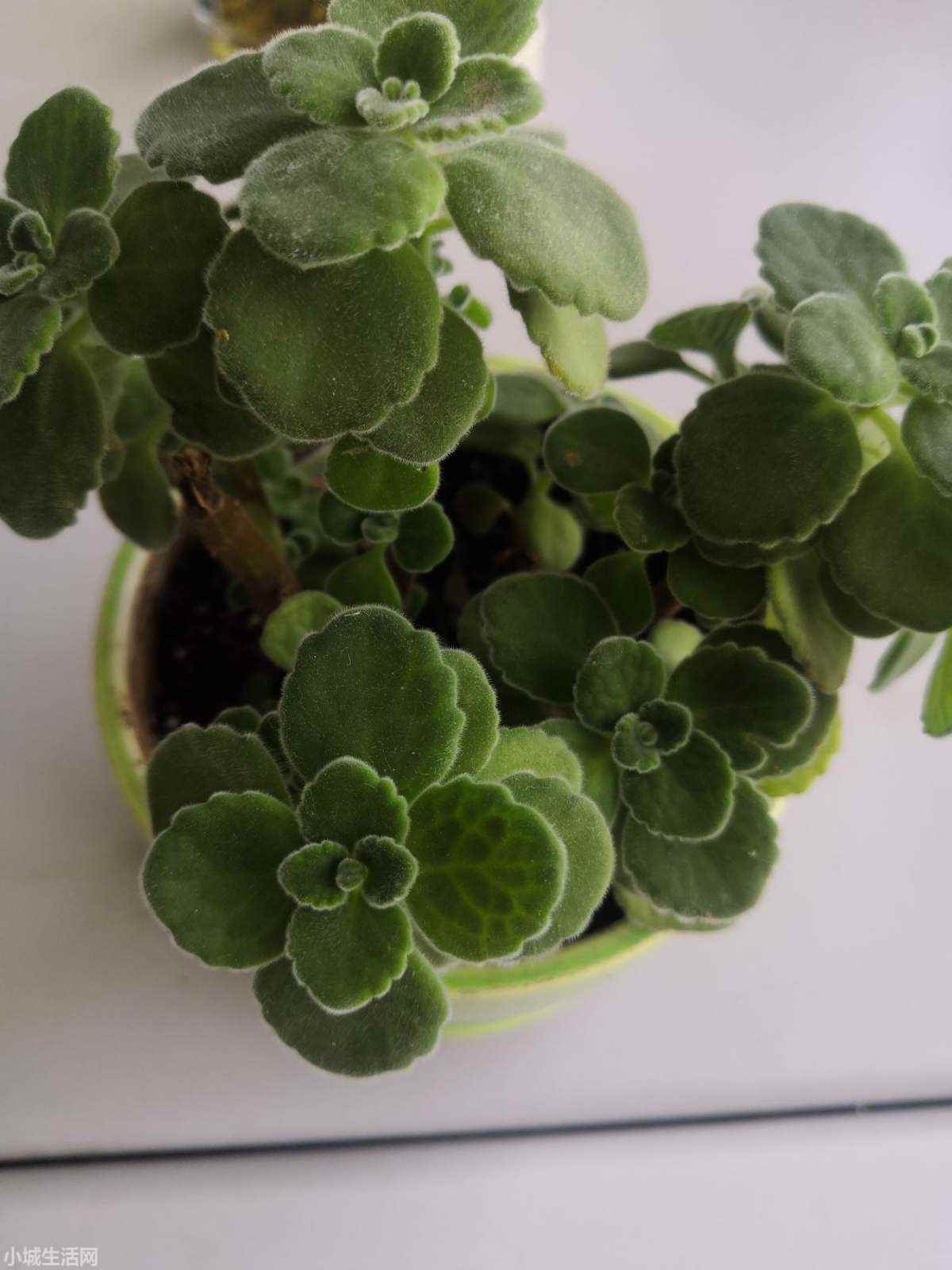 碰碰香植物怎么養忌諱什么