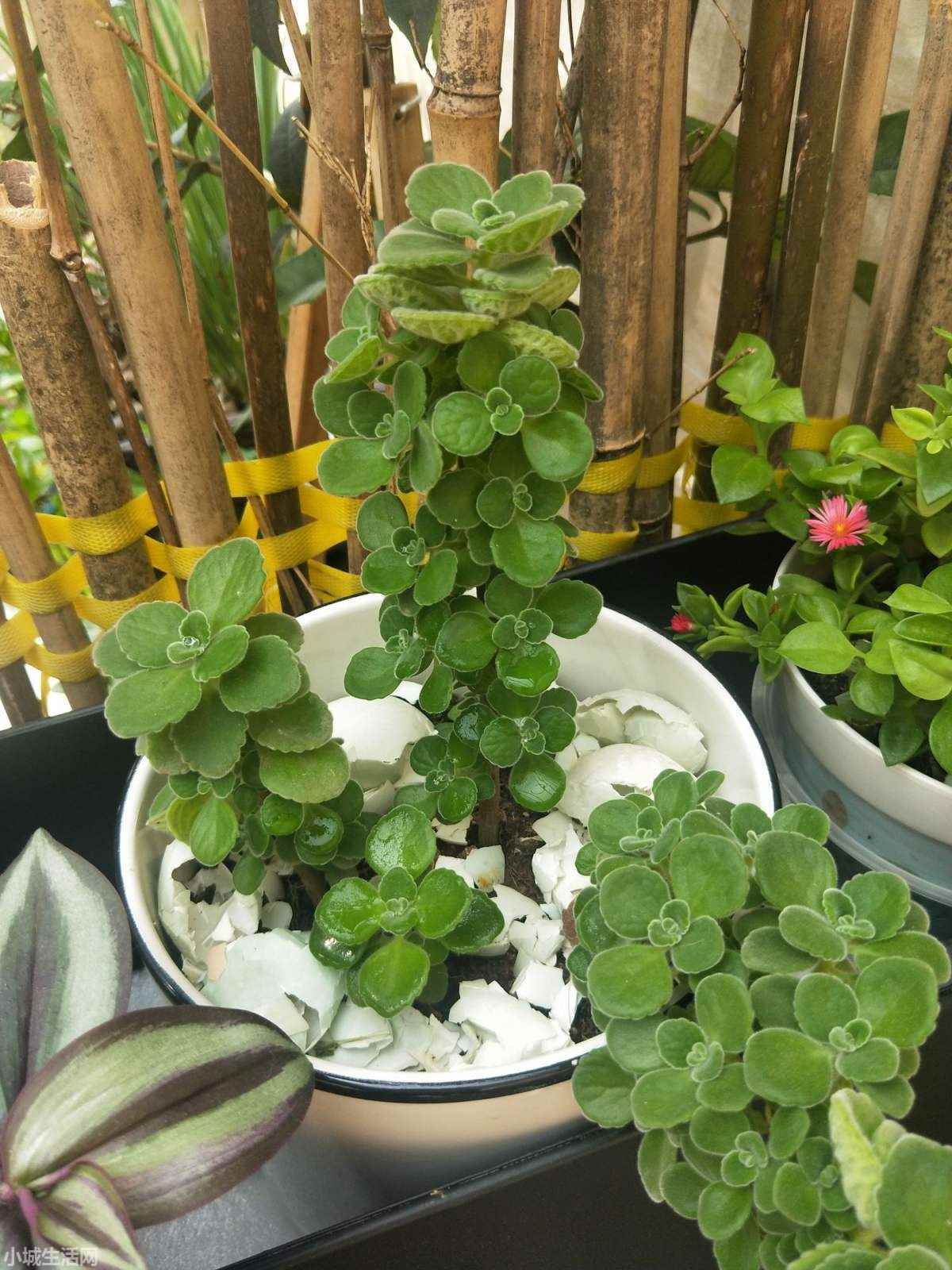碰碰香植物怎么養忌諱什么