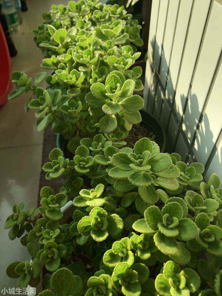 碰碰香植物怎么養忌諱什么
