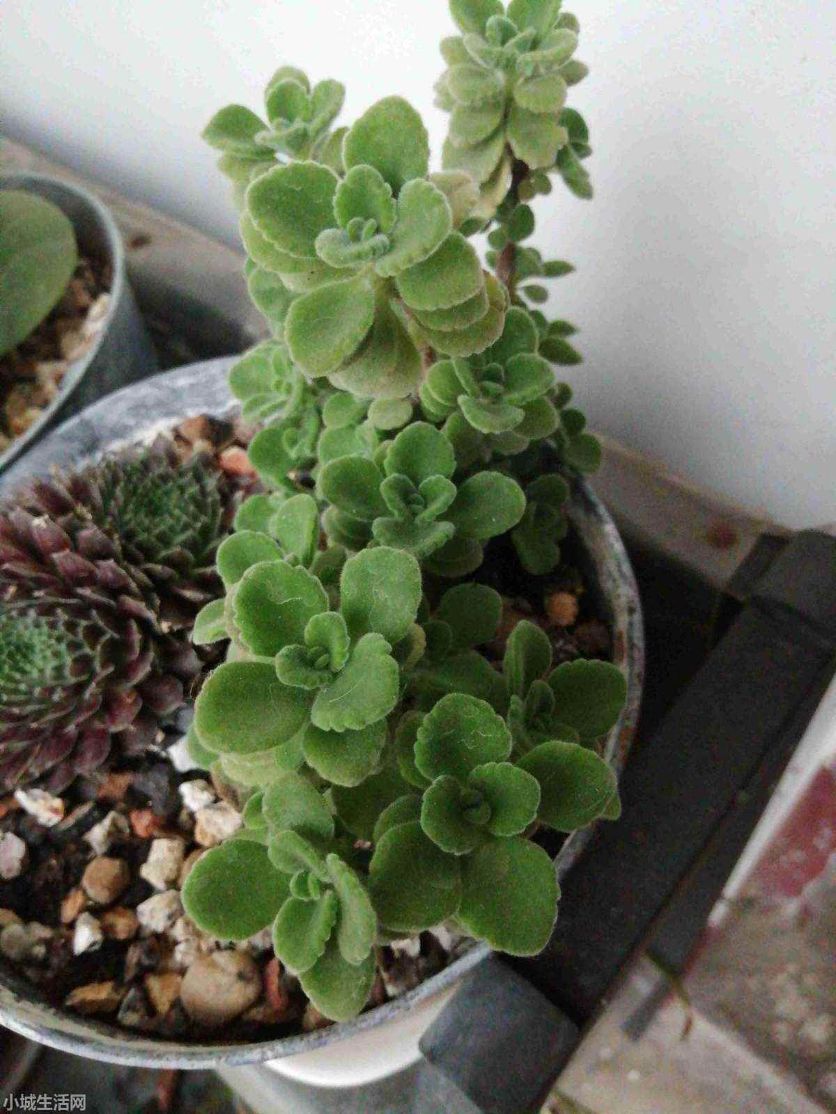 碰碰香植物怎么養忌諱什么