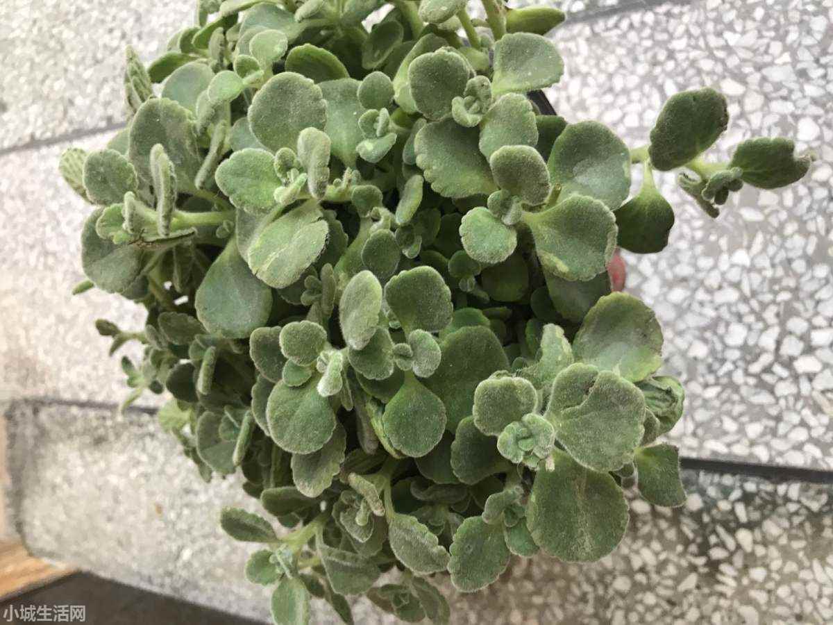碰碰香植物怎么養忌諱什么