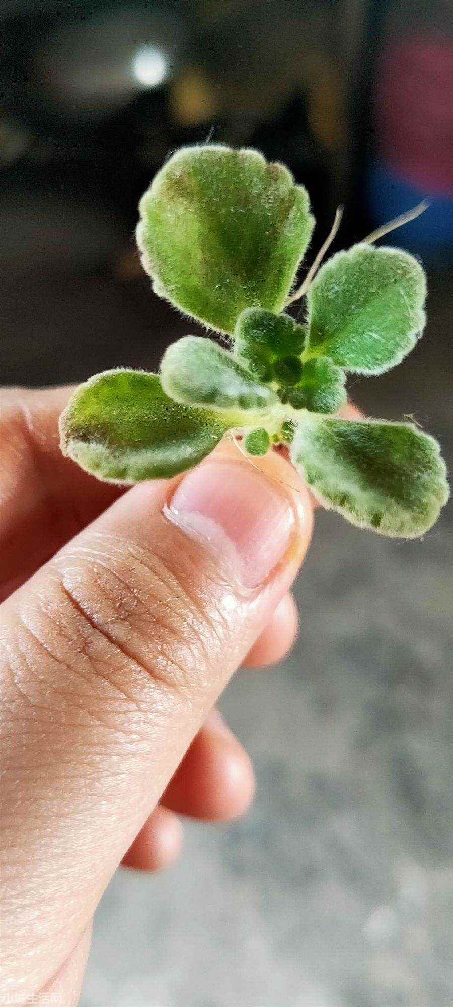 碰碰香植物怎么養忌諱什么