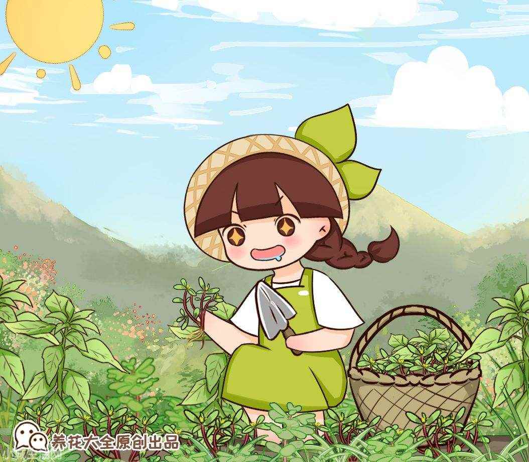 碰碰香植物怎么養忌諱什么