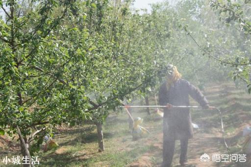 苹果树何时喷磷酸二氢钾最好？