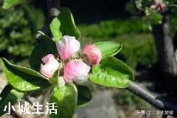 苹果树何时喷磷酸二氢钾最好？