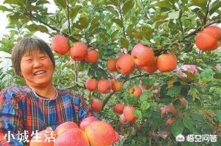 苹果树何时喷磷酸二氢钾最好？