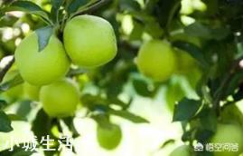 苹果树何时喷磷酸二氢钾最好？