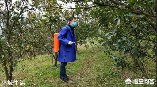 苹果树何时喷磷酸二氢钾最好？