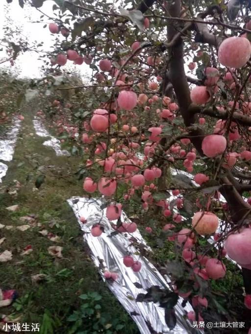 苹果树何时喷磷酸二氢钾最好？