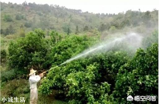 苹果树何时喷磷酸二氢钾最好？