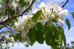 苹果树何时喷磷酸二氢钾最好？