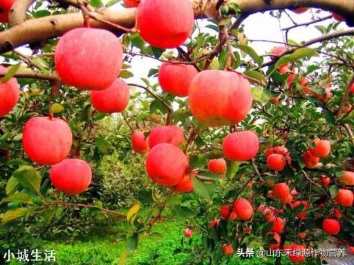苹果树何时喷磷酸二氢钾最好？