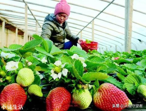 大棚草莓如何管理温湿度?