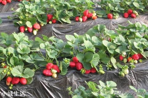 大棚草莓如何管理温湿度?