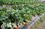 大棚草莓如何管理温湿度?