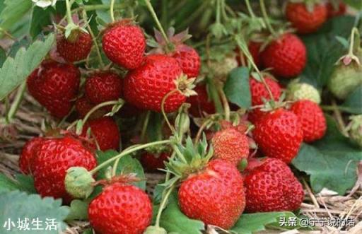 大棚草莓如何管理温湿度?