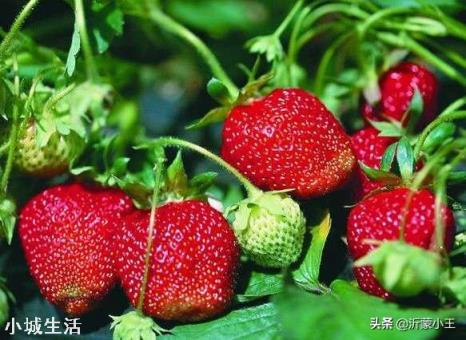 大棚草莓如何管理温湿度?