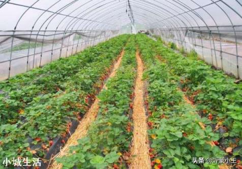 大棚草莓如何管理温湿度?